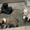 Pupy for Sale!